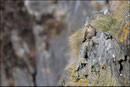 Faucon crécerelle (Falco tinnunculus) © JLS