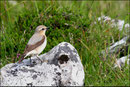 Traquet motteux femelle (Oenanthe oenanthe) © JLS
