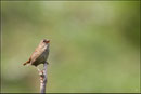 Troglodyte mignon (Troglodytes troglodytes) © JLS