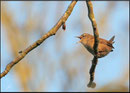 Troglodyte mignon (Troglodytes troglodytes) ©JlS
