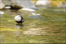 Cincle plongeur (Cinclus cinclus) © JLS