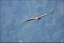 Vautour fauve (Gyps fulvus) ©JlS
