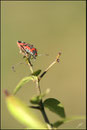 Lygaeus equestris - Pyrénées atlantiques - 64 ©JlS