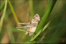 Platycleis tessellata - Pyrénées atlantiques - 64 ©JlS