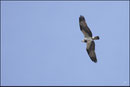 Balbuzard pêcheur (Pandion halietus) © JLS