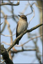 Gobemouche gris (Muscicapa striata) ©JlS