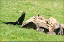 3) Grand Corbeau © JlS