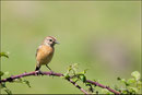 Tarier pâtre femelle (Saxicola rubicola) © JLS
