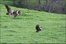 Vautour fauve (Gyps fulvus) ©JlS
