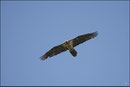 Gypaète barbu (Gypaetus barbatus) © JLS
