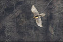 Gypaète barbu (Gypaetus barbatus) © JLS