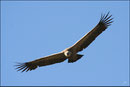 Vautour fauve (Gyps fulvus) ©JlS