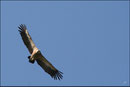 Vautour fauve (Gyps fulvus) ©JlS