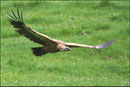 Vautour fauve (Gyps fulvus) ©JlS