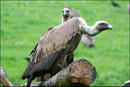 Vautour fauve (Gyps fulvus) ©JlS
