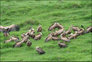 Vautour fauve (Gyps fulvus) ©JlS
