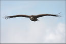 Vautour fauve (Gyps fulvus) ©JlS