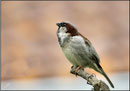 Moineau domestique (Passer domesticus) ©JlS