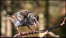 Etourneau sansonnet (Sturnus vulgaris) ©JlS