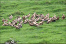 Vautour fauve (Gyps fulvus) ©JlS