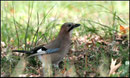 Geai des chênes (Garrulus glandarius) ©JlS