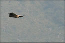 Vautour fauve (Gyps fulvus) ©JlS