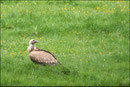 Vautour fauve (Gyps fulvus) ©JlS