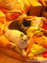 Amy und Ihr neuer Bruder Gismo