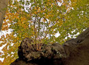 Holunderstrauch als Aufsitzer in einem mit Mulm gefüllten Astloch. Foto 02.11.2008.