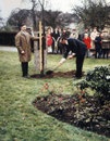 Quelle: Ev. Kirchenarchiv Baerl; Neupflanzung der Linde auf dem Gelände der Evangelischen Kirchengemeinde 1972 