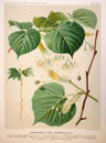 Sommerlinde, Tilia platyphyllos
