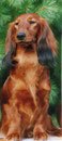 Dixie