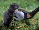 Tee time - Photo Gilles de Beauchêne