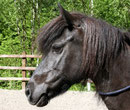 Foto: Sonja Stoll