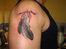 feder