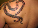 krake