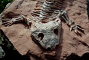 Symiosaurus Detail