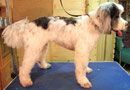 Tibet-Terrier nach langem Entfilzen im pflegeleichten Frühlings-Look