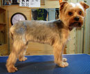 Yorkshire-Terrier nachher