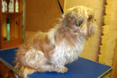 Shih-Tzu vorher