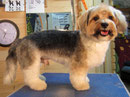 Biewer-Yorkie-Havaneser Mischling, nachher
