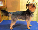 Yorkshire Terrier nachher