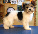 Biewer-Yorkshire-Terrier, 6 Monate, nachher
