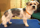Biewer-Yorkie nachher