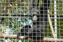 Siamang