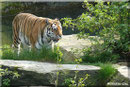 Sibirische Tigerin MARY