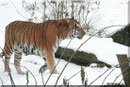 Sibirischer Tiger THARO