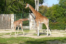 Netzgiraffe LENGAI und GUNDA