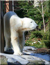 KNUT