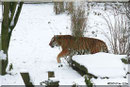 Sibirischer Tiger THARO